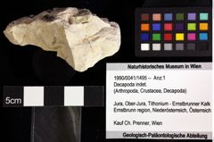 Foto (Objket + Etiketten) von Goniodromites bidentatus (Reuss, 1858) 